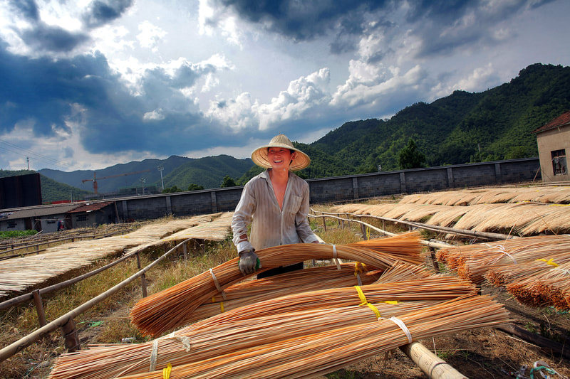 Moso bambuskidude kimpude kuivatamine päikese käes.