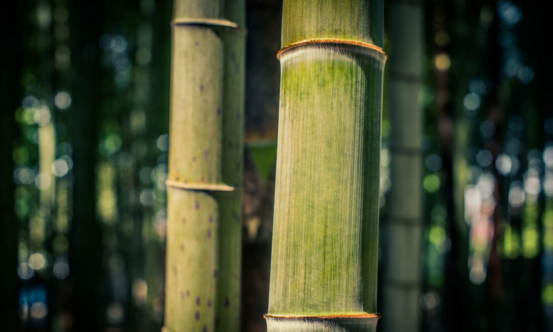 Moso roheline bambustüvi kasvamas metsas www.moso.ee